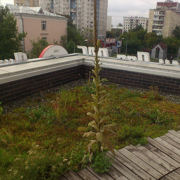 Сад, который живет на крыше