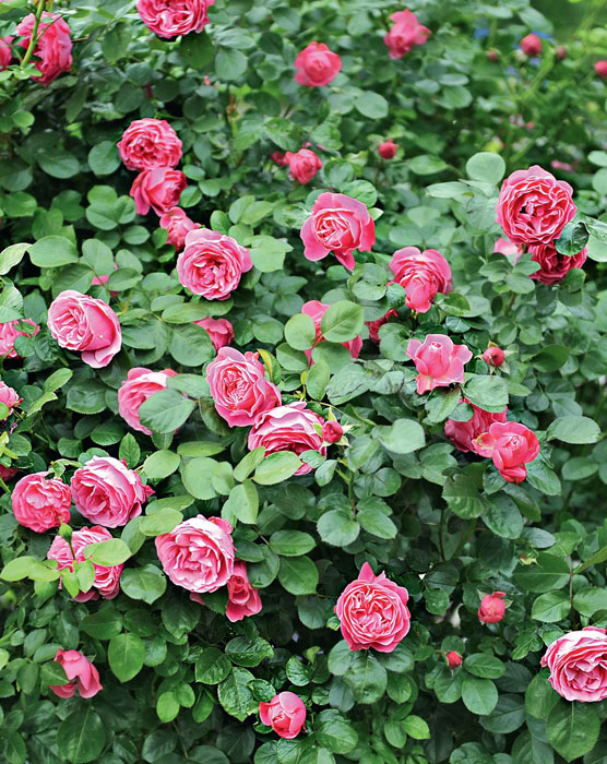 Лучшие розы. Фото