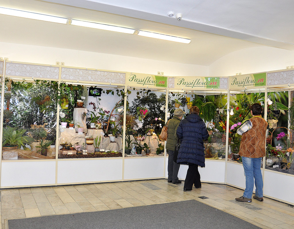Выставка "Орхидеи без границ", Москва, 15-23 ноября 2014