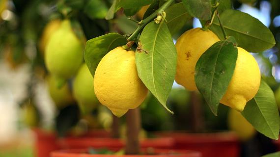 Лимон из косточек: посев, формирование, подкормки, борьба с вредителями