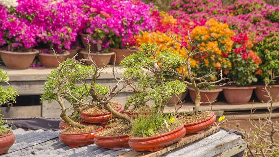 Искусство бонсай