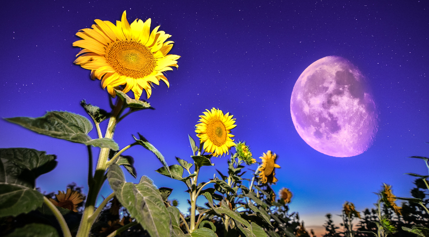 Лунный календарь