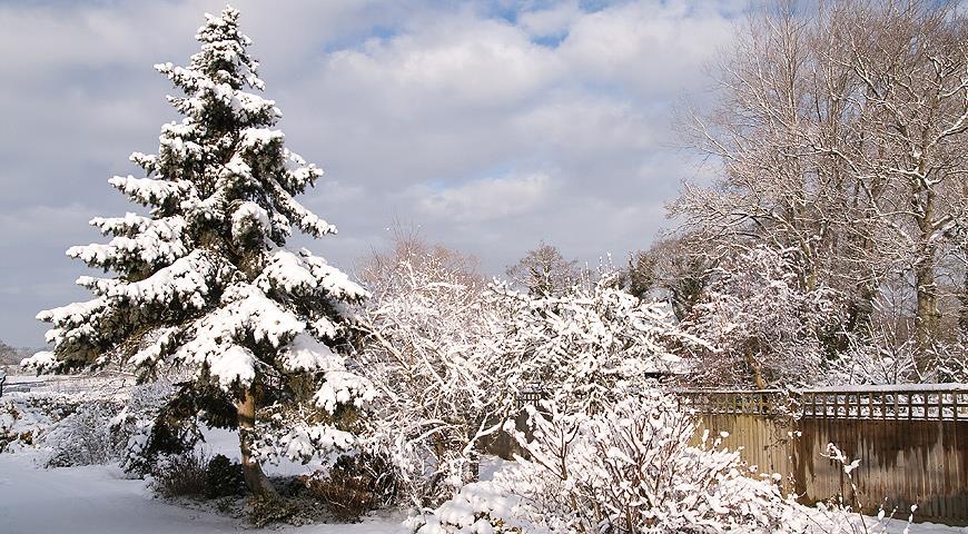 зимний сад, зима, снег