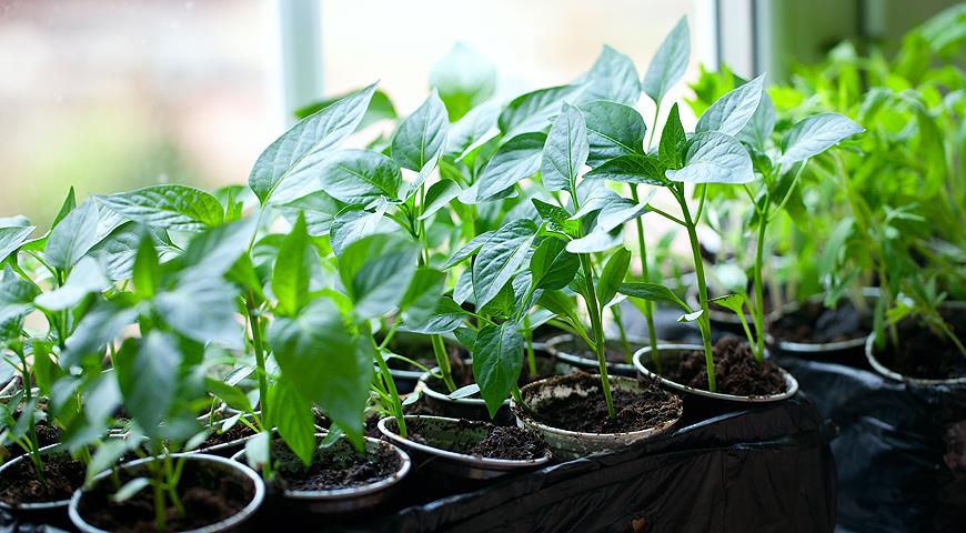 как правильно сеять семена перца на рассаду в домашних условиях