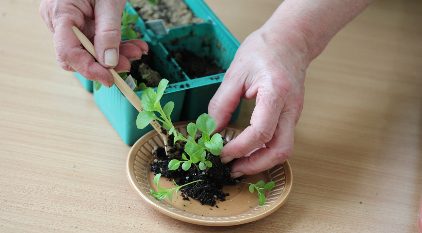 Рассада: что посеять в апреле