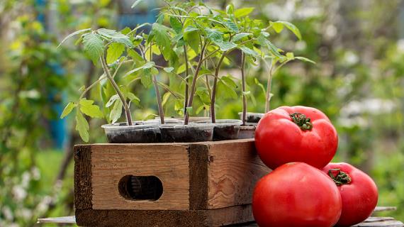 Сроки посева томатов на рассаду по народному и по лунному календарю