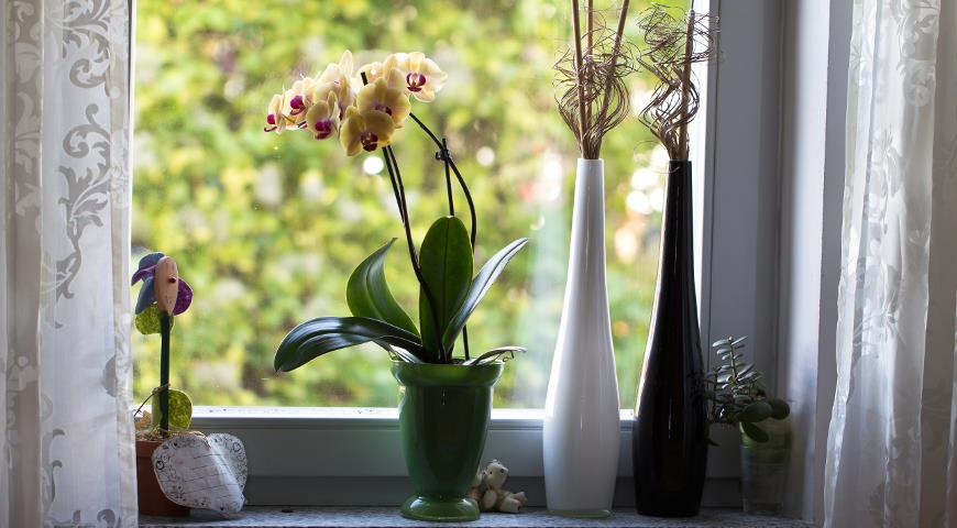 фаленопсис, комнатные орхидеи, орхидеи в доме, комнатные растения