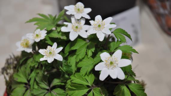 Красивые цветы