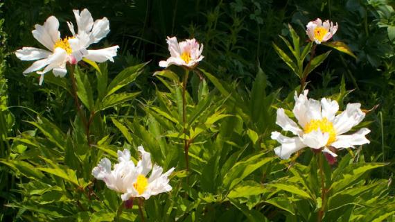 Основные направления селекции новых сортов пионов