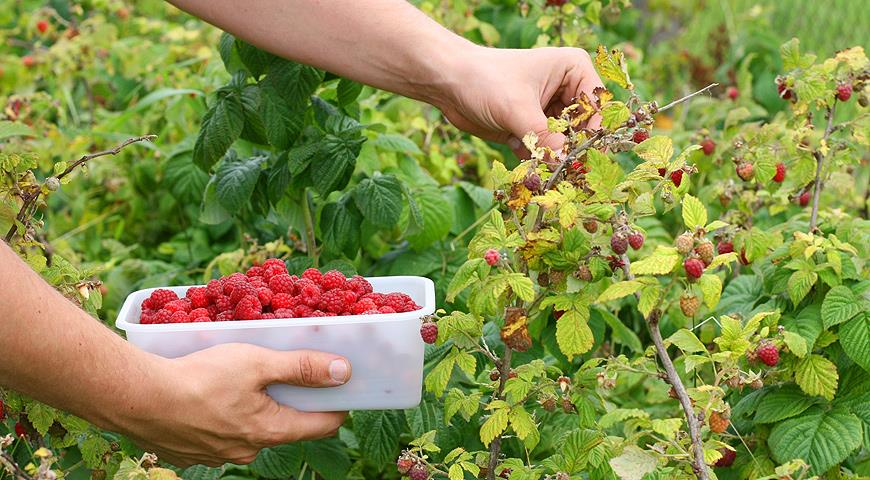 Выращивание малины в открытом грунте