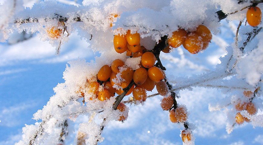 ягоды облепихи после первого снега