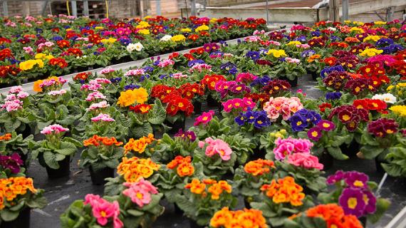 Как сохранить горшечные примулы