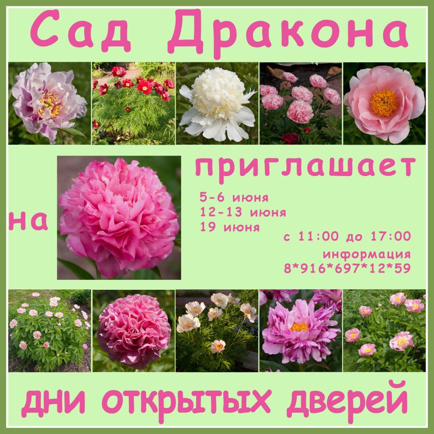 Приглашаем на цветение пионов 8-916-697-12-59