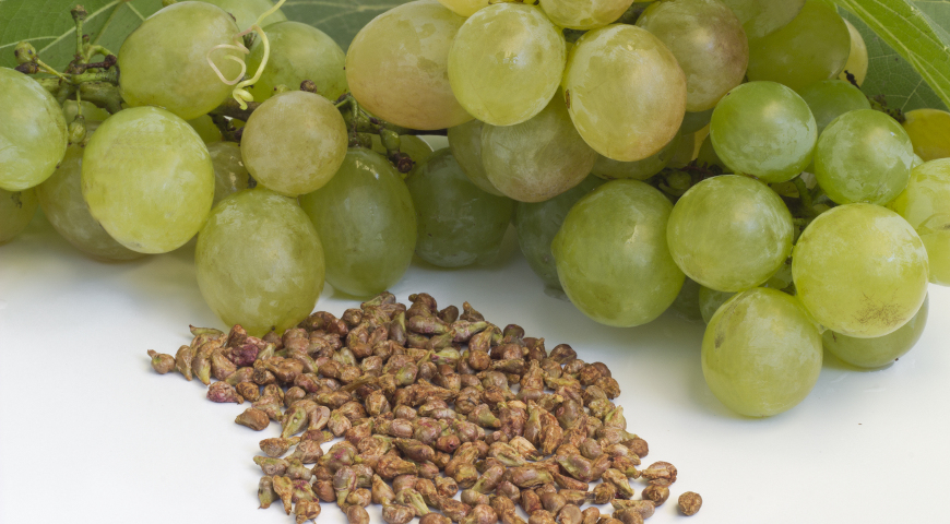 Виноград из семени семена томатов покупатели
