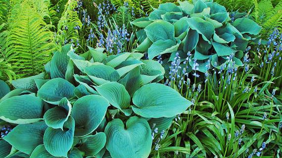 Что посадить в тени под деревьями