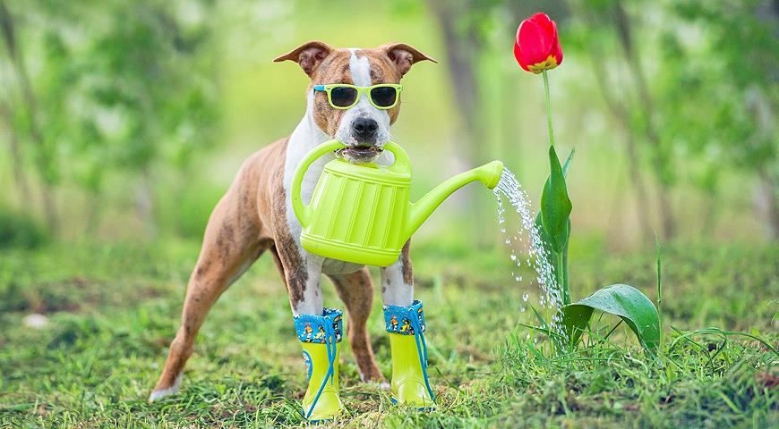 собака поливает тюльпан