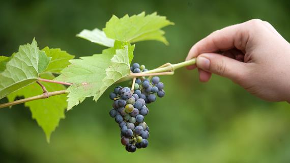 Сорта винограда для Владимирской области названия, фото, описание