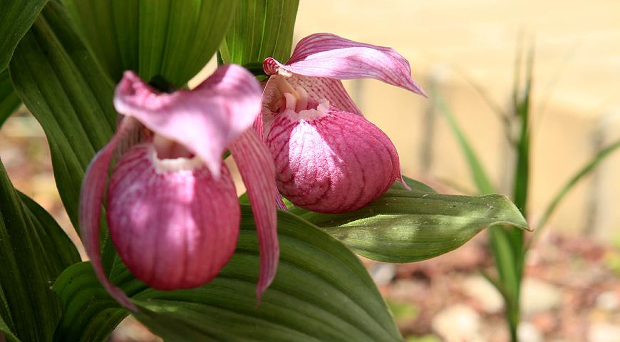 садовые орхидеи