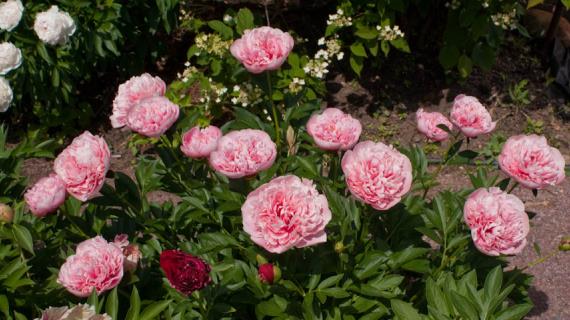 Интересные лекции для любителей пионов