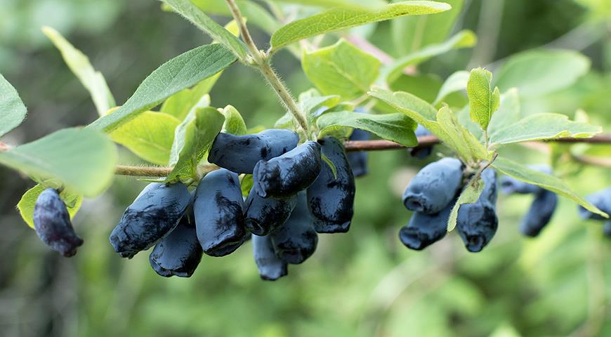 Черенкование жимолости. Шаг 4