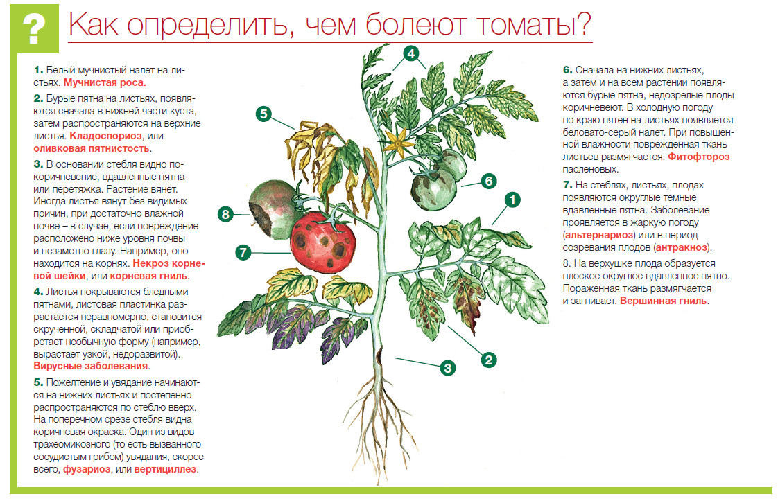 Почему желтеют листья томатов и как этого избежать: 7 главных причин