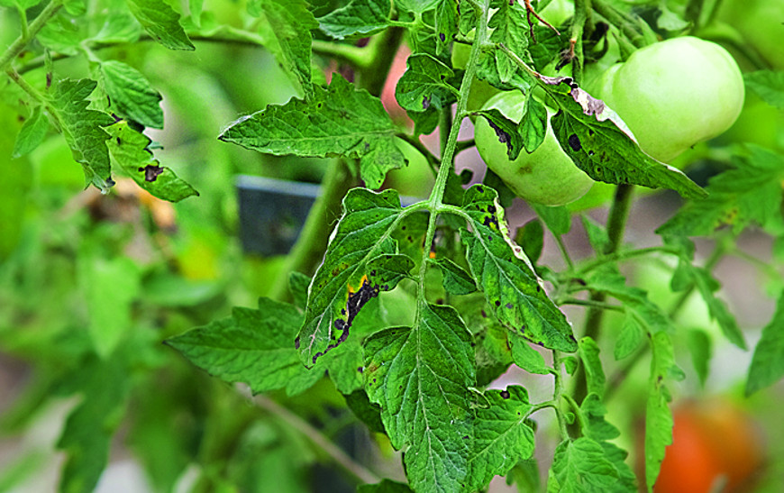 болезни томатов пятна на листьях