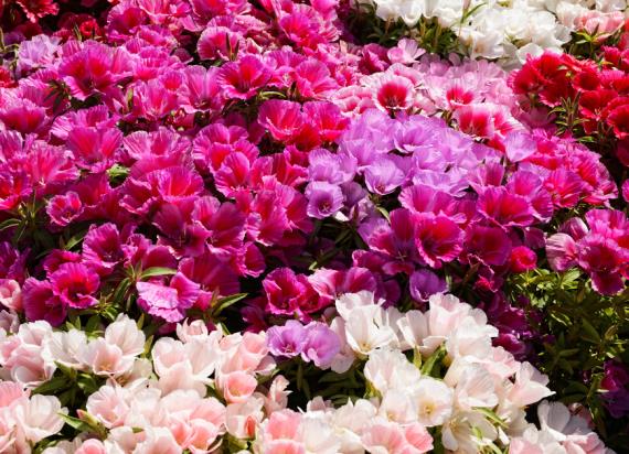 Выращивание годеции крупноцветковой