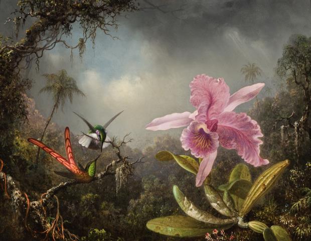 Орхидеи в картинах Мартина Джонсона Хеда