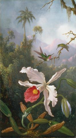 Орхидеи в картинах Мартина Джонсона Хеда