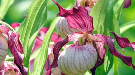 Орхидеи в саду