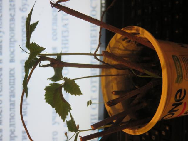Черенкование и проращивание винограда девичьего в домашних условиях 2