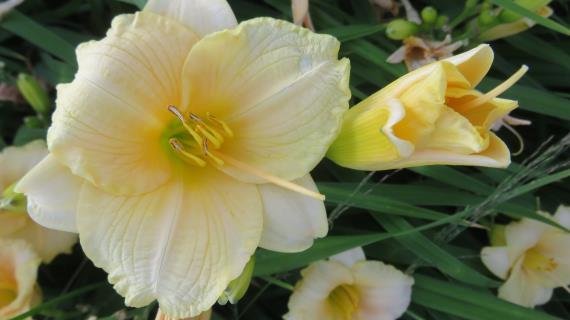 Мои лилейники