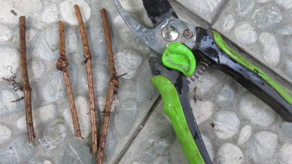 Черенкование и проращивание винограда девичьего в домашних условиях