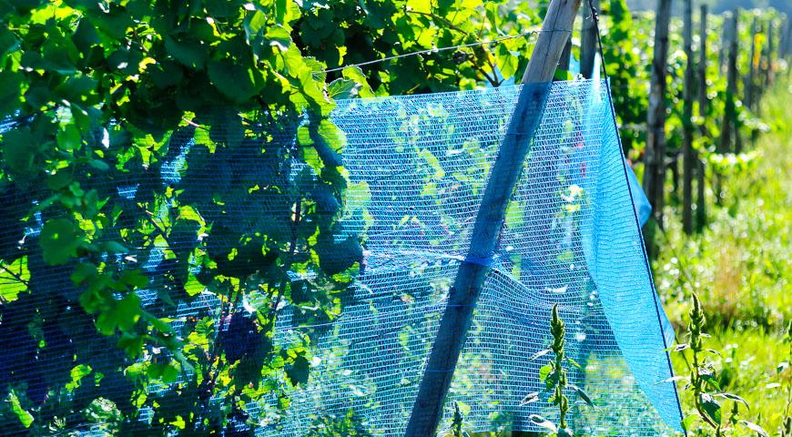 Как защитить урожай винограда от птиц