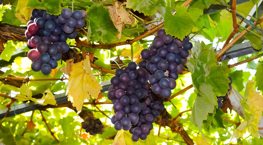 Можно ли выращивать виноград в теплице вместе с помидорами?