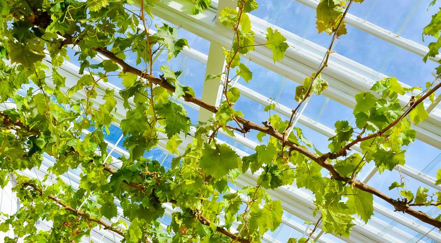 Можно ли выращивать виноград в теплице вместе с помидорами?