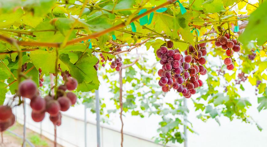 Можно ли выращивать виноград в теплице с помидорами?