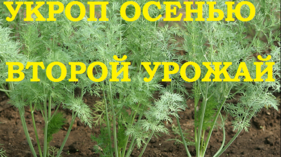 Укроп сажаем после уборки чеснока! Да здравствует второй урожай!