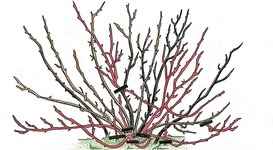 Обрезка крыжовника весной: схема ранней весны, уход и подкормка куста