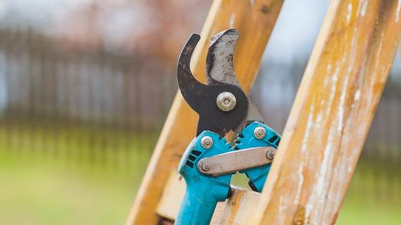 Правила осенней обрезки