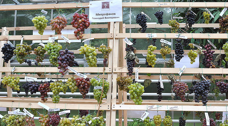 выставка винограда