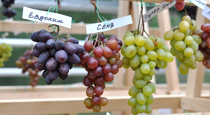 Лучшие сорта винограда для выращивания в средней полосе России и Подмосковье