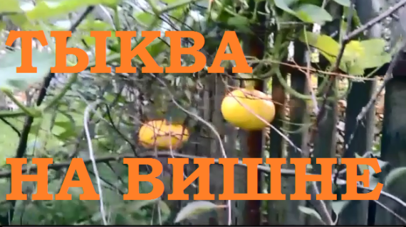 Тыквы на вишне! Удивительное в саду!