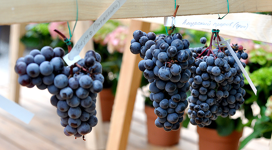амурские сорта винограда
