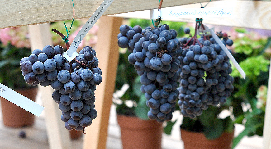 Неукрывные сорта винограда: амурские гибриды. Выбираем сорта для посадки надачу