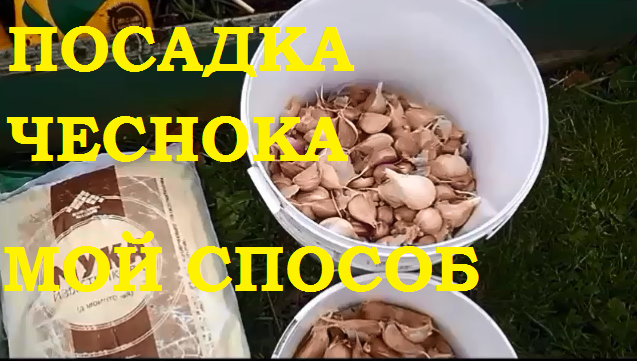 Посадка чеснока. Мой проверенный способ! 