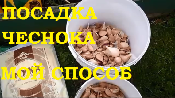 Посадка чеснока. Мой проверенный способ!