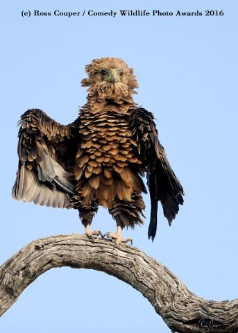 «Comedy Wildlife Photography Awards 2016»