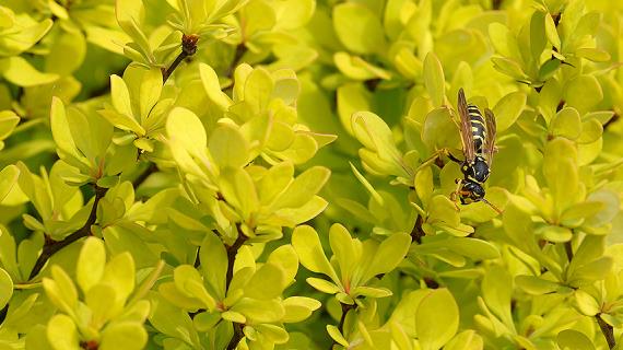 Пестролистные кустарники в саду