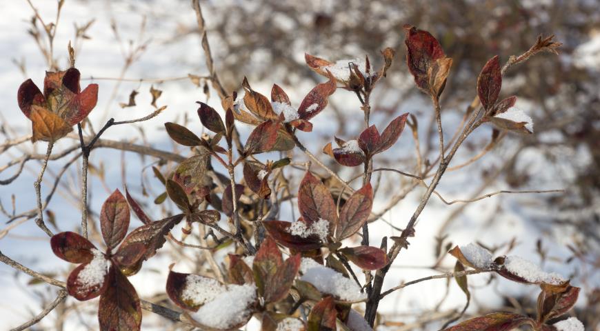 Рододендрон пукханский, rhododendron poukhanense